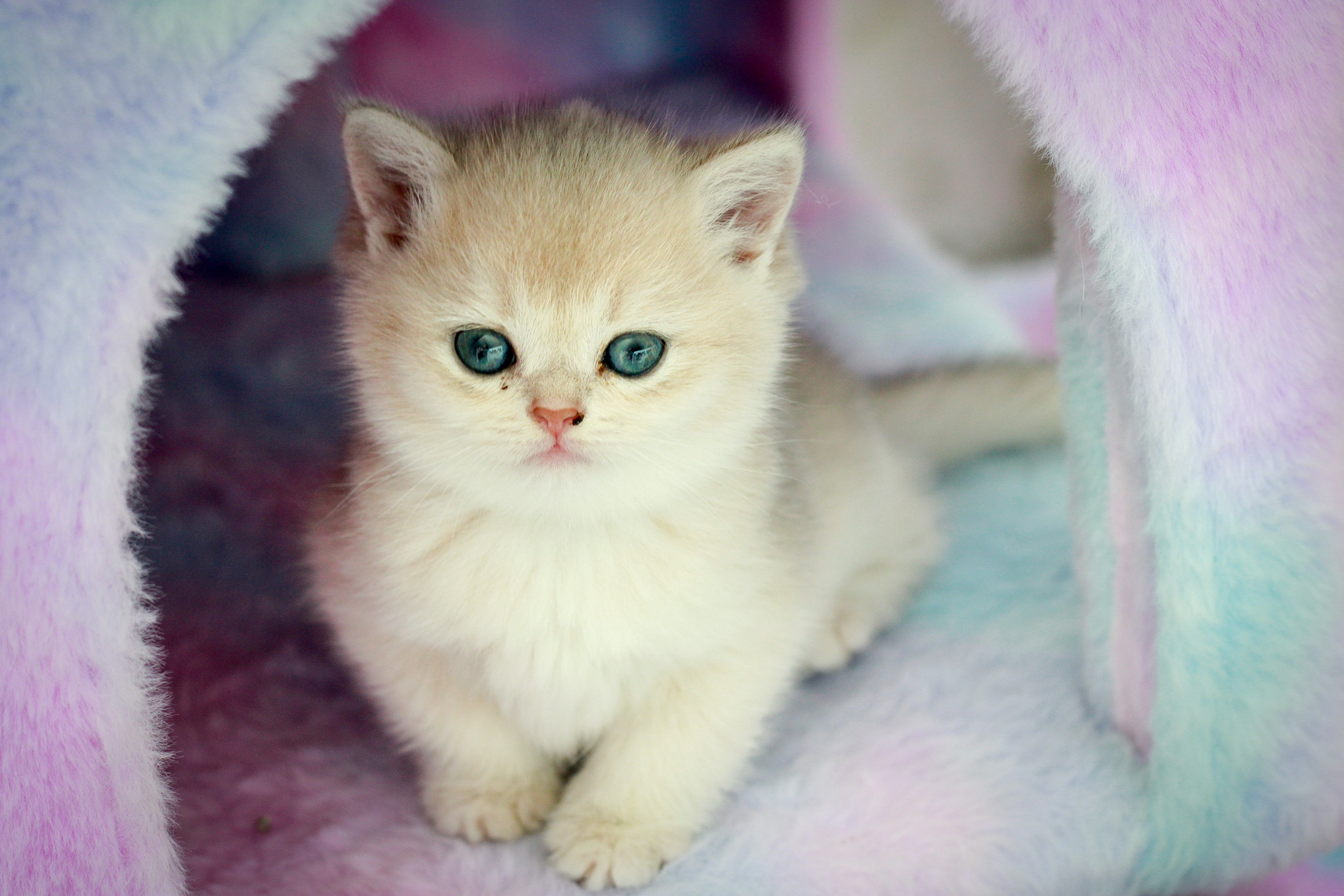 Golden Blue British Shorthair Princess (Female)
