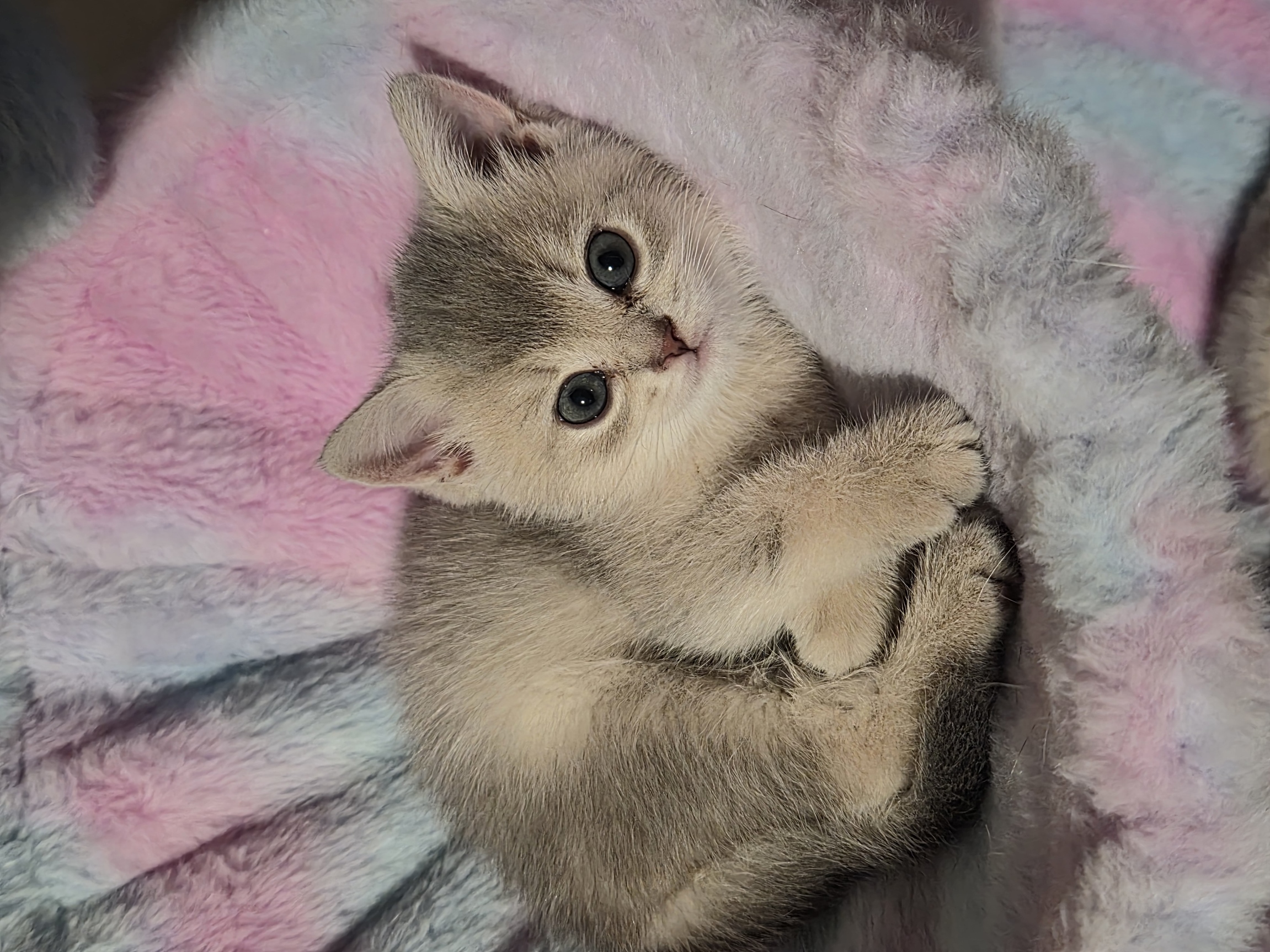 Golden Blue British Shorthair Female