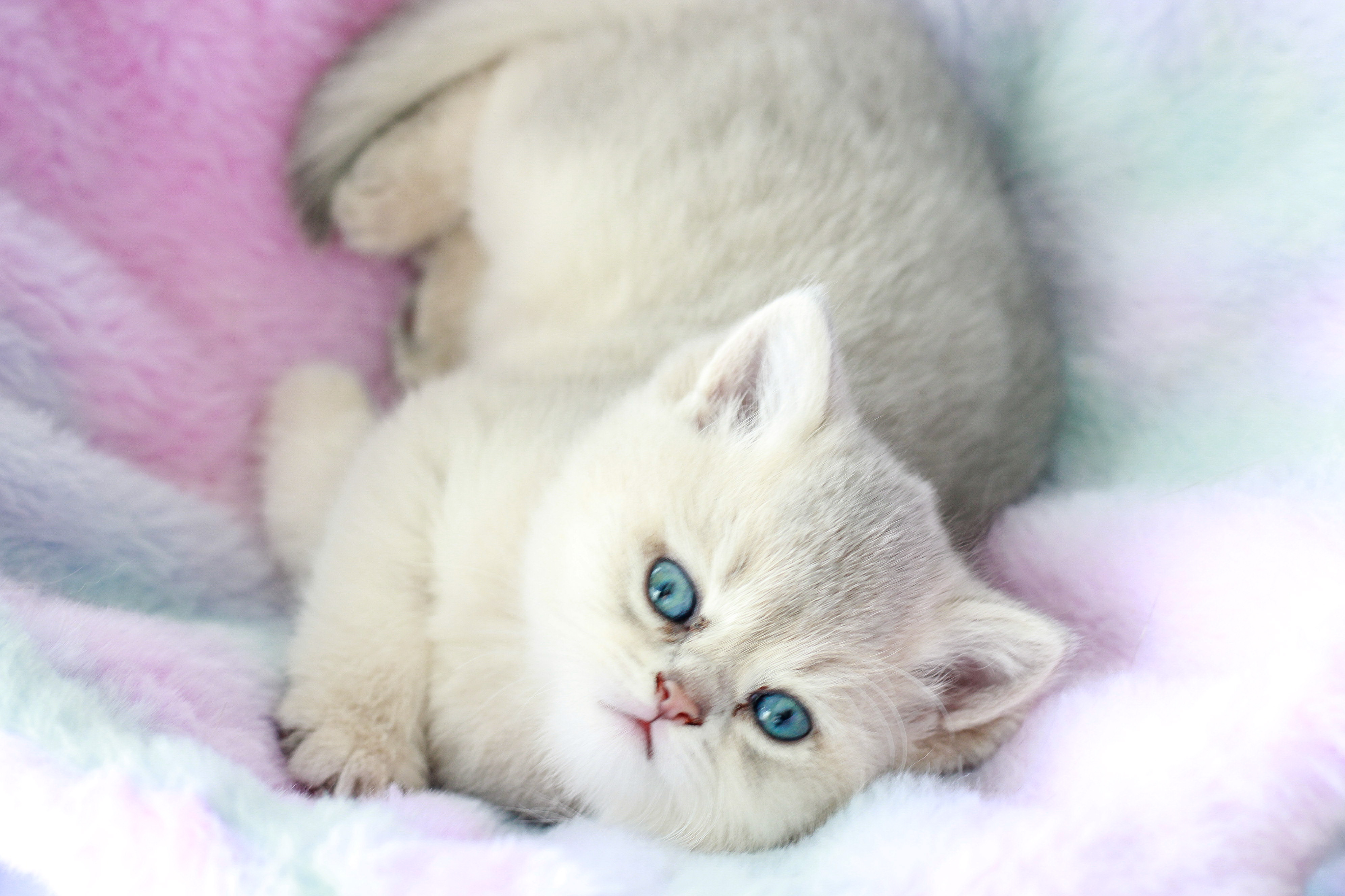 Golden Blue British Shorthair Female